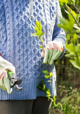 herramientas de poda en coín, jardinería stihl