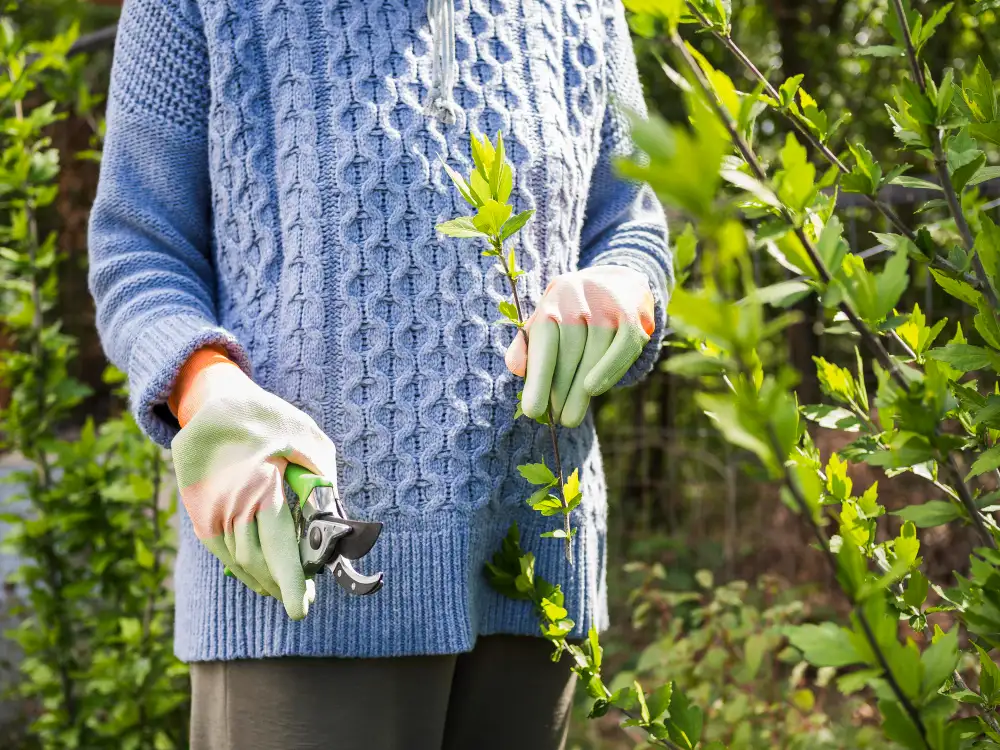 herramientas de poda en coín, jardinería stihl